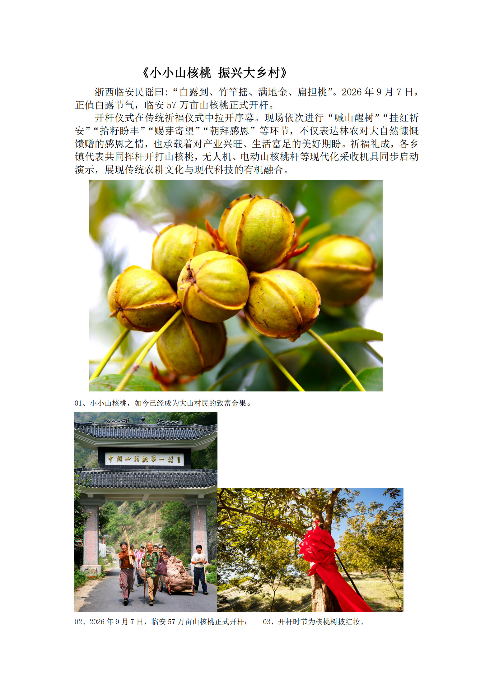 《小小山核桃 振兴大乡村》_1