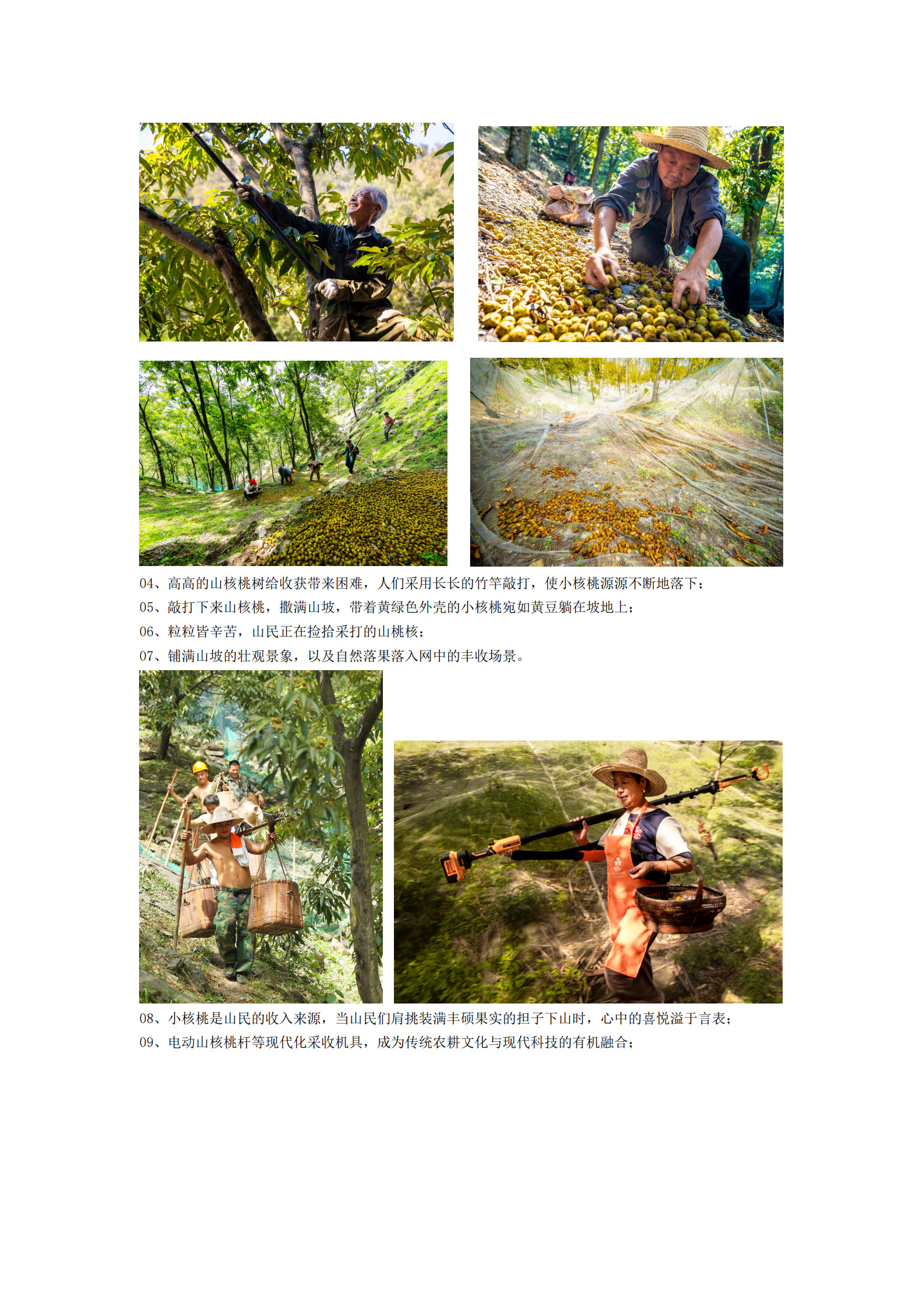 《小小山核桃 振兴大乡村》_2